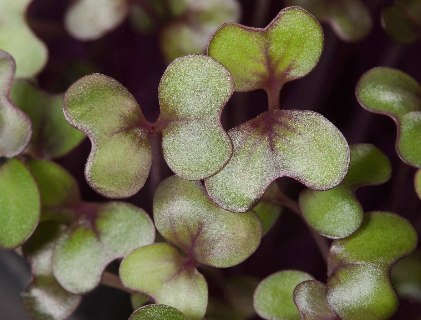 Co je třeba vědět o microgreens?